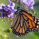 A monarch butterfly in Los Angeles. The species is on the decline across California.